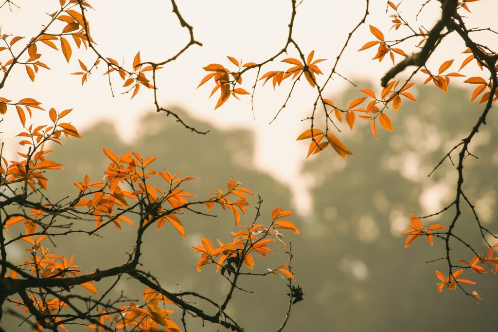 forêt d'automne