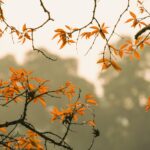 forêt d'automne